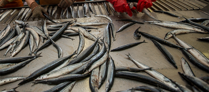 Материалы EFELE помогают российским рыбоперерабатывающим заводам